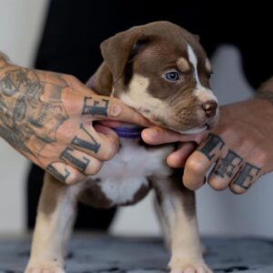 Roxy