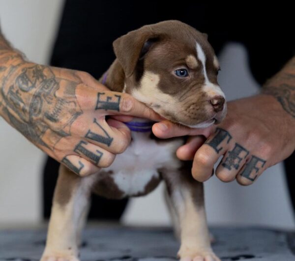 Roxy