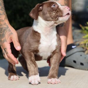 Buster