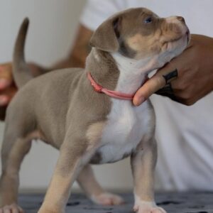 Nala