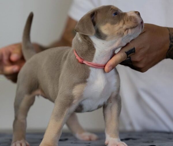Nala