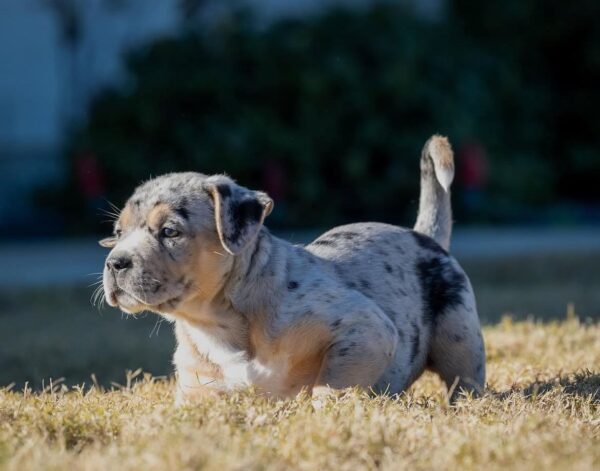 Max