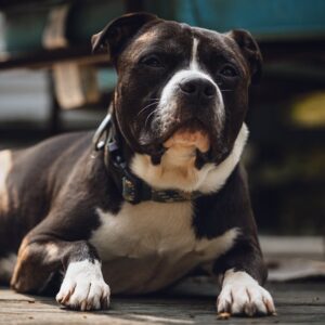 Ryder