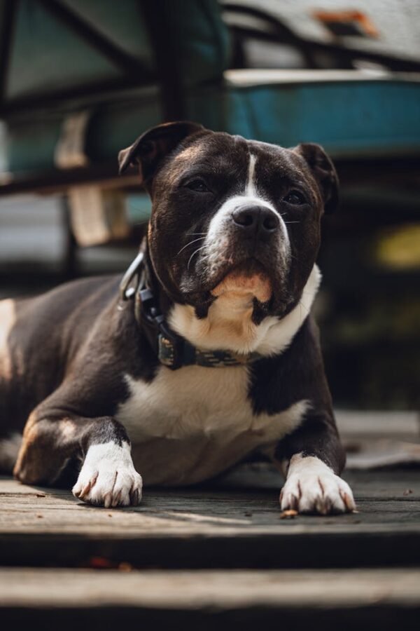 Ryder