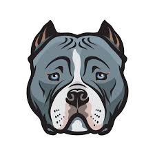 AMERICAN BULLY PUPPIES