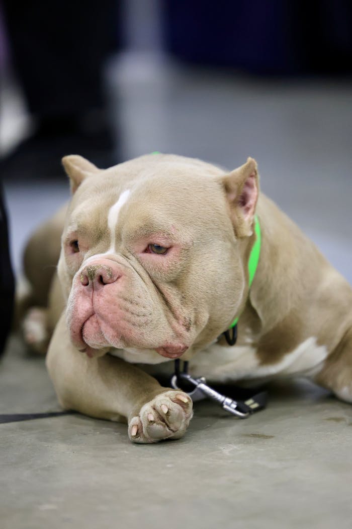 Close-up of a cute American Bully dog lying down indoors with a green collar. Perfect for pet lovers.