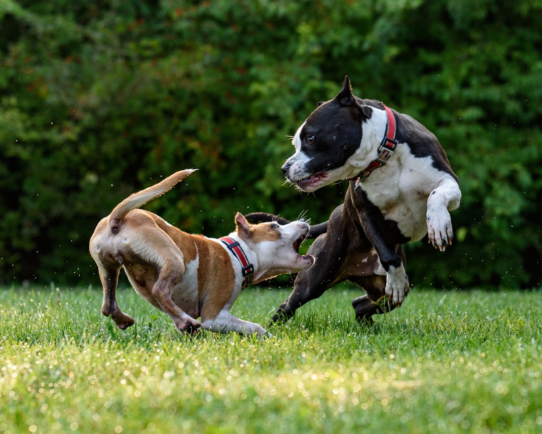 Honor & Phoenix at Play