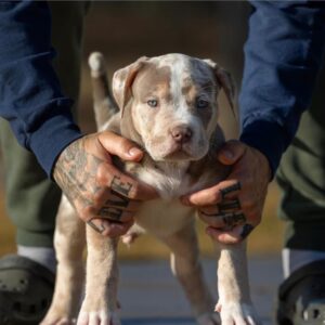 Person holding a puppy outdoors, standing behind a Maxxie scooter.